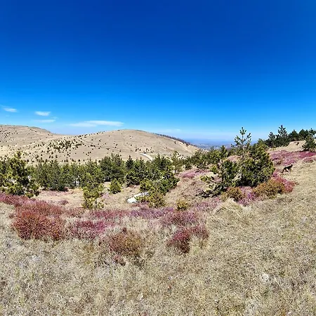 Previja Zlatibor