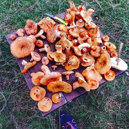 Chalet Previja Zlatibor