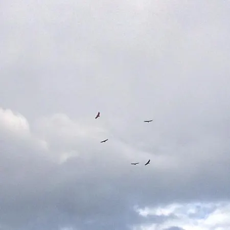 Previja Zlatibor